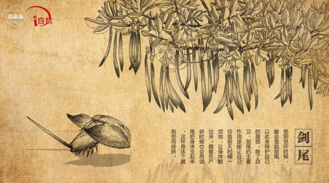 国际生物多样性日 | “鲎”会有期
