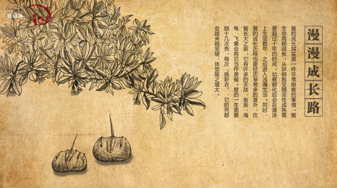国际生物多样性日 | “鲎”会有期