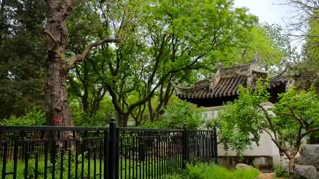 陶然亭公园古树名木寻踪 陶然亭公园古树名木寻踪