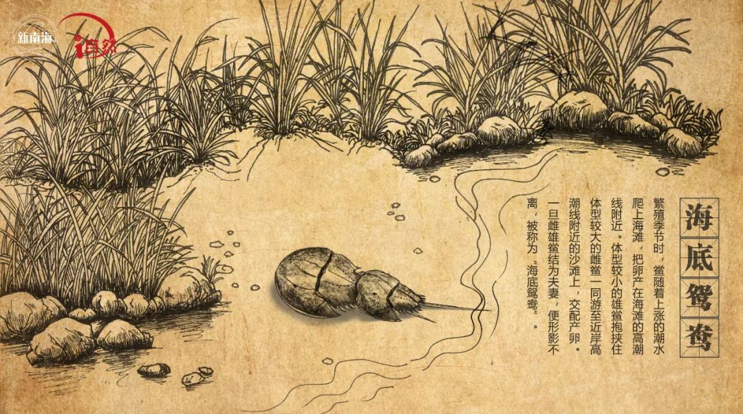 国际生物多样性日 | “鲎”会有期