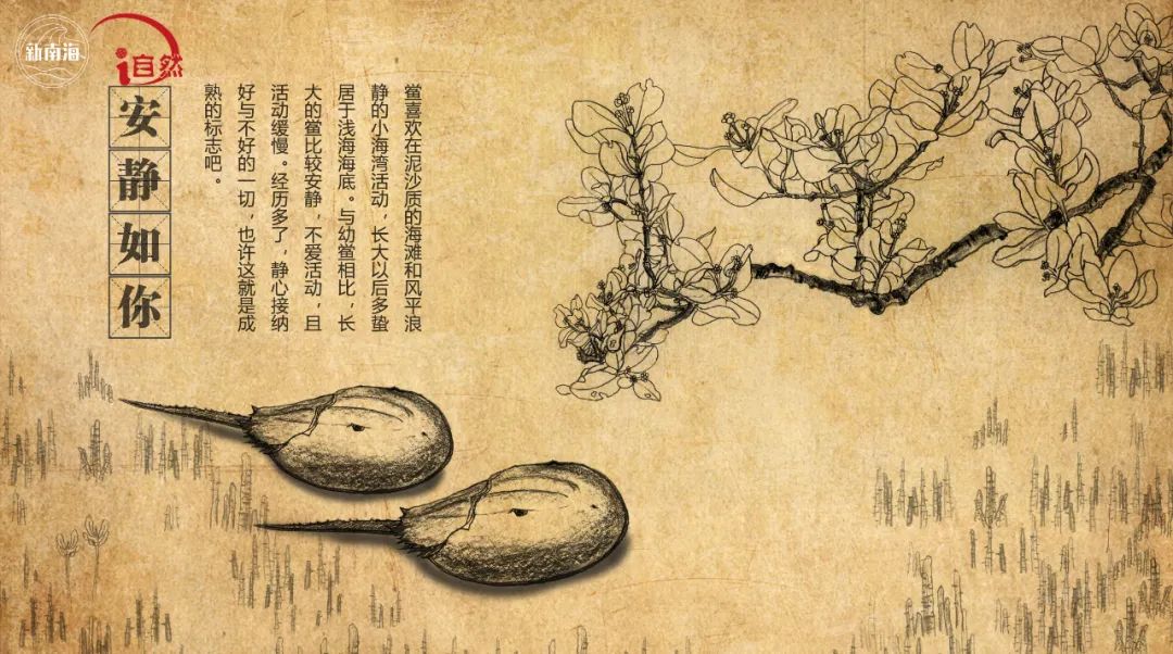 国际生物多样性日 | “鲎”会有期
