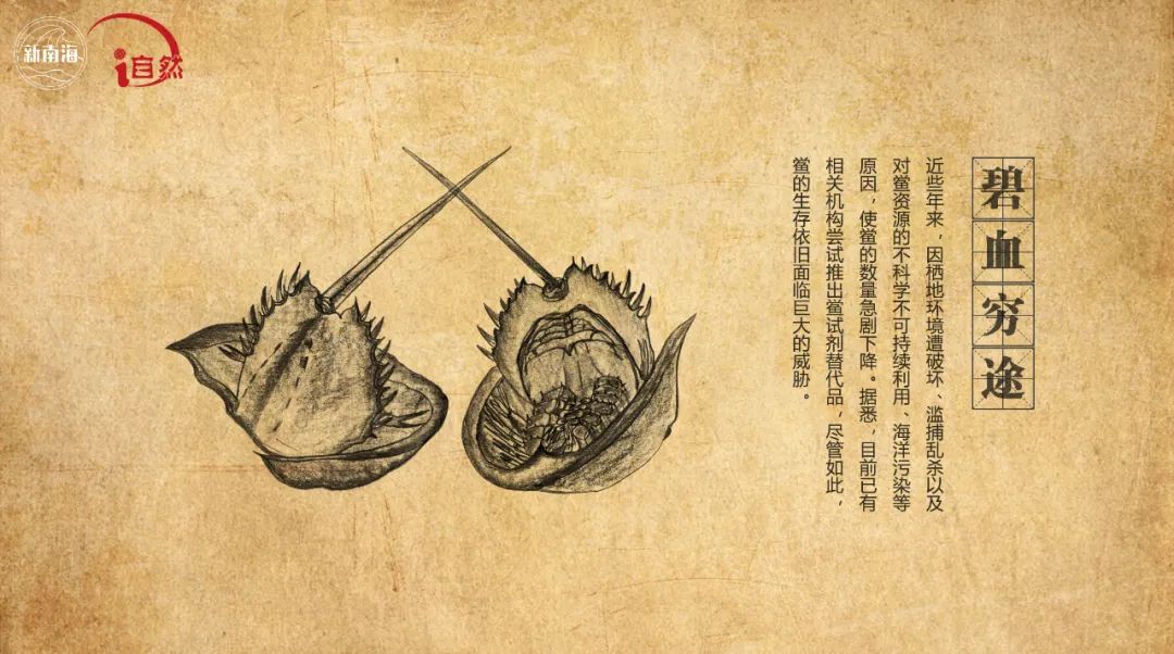国际生物多样性日 | “鲎”会有期