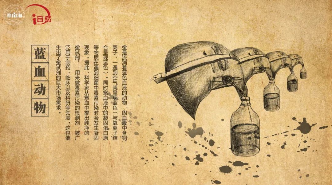 国际生物多样性日 | “鲎”会有期