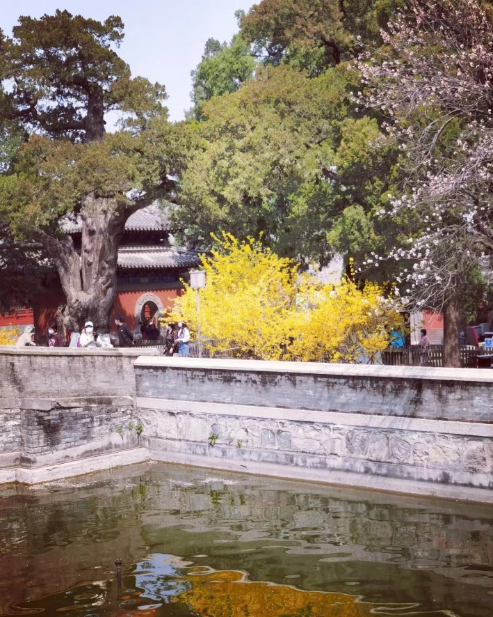 京城古迹丨西山大觉寺,千年灵泉史 京城古迹丨西山大觉寺,千年灵泉史