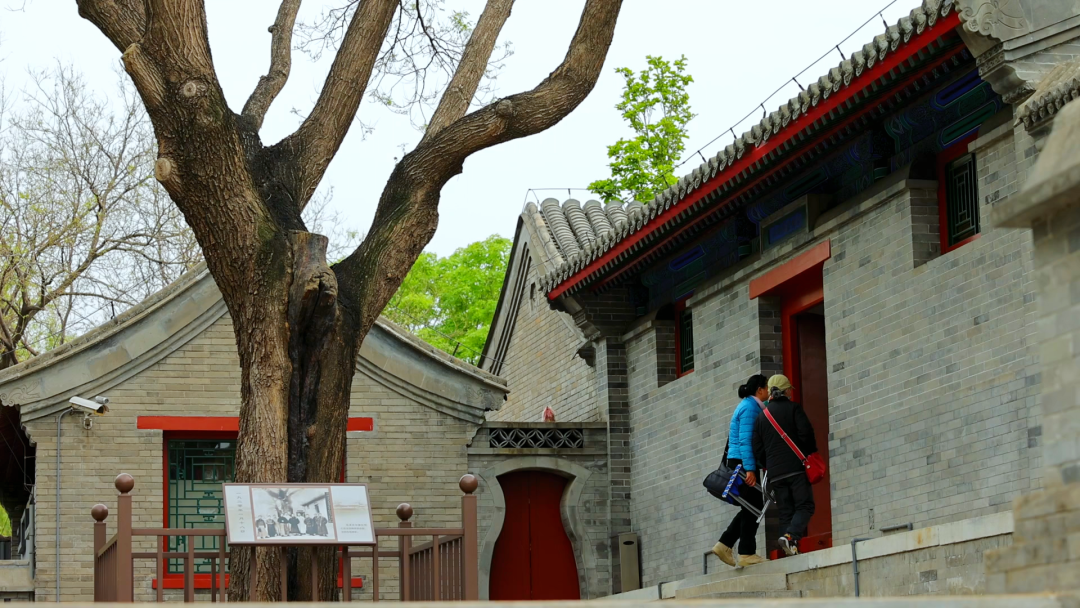 陶然亭公园古树名木寻踪 陶然亭公园古树名木寻踪
