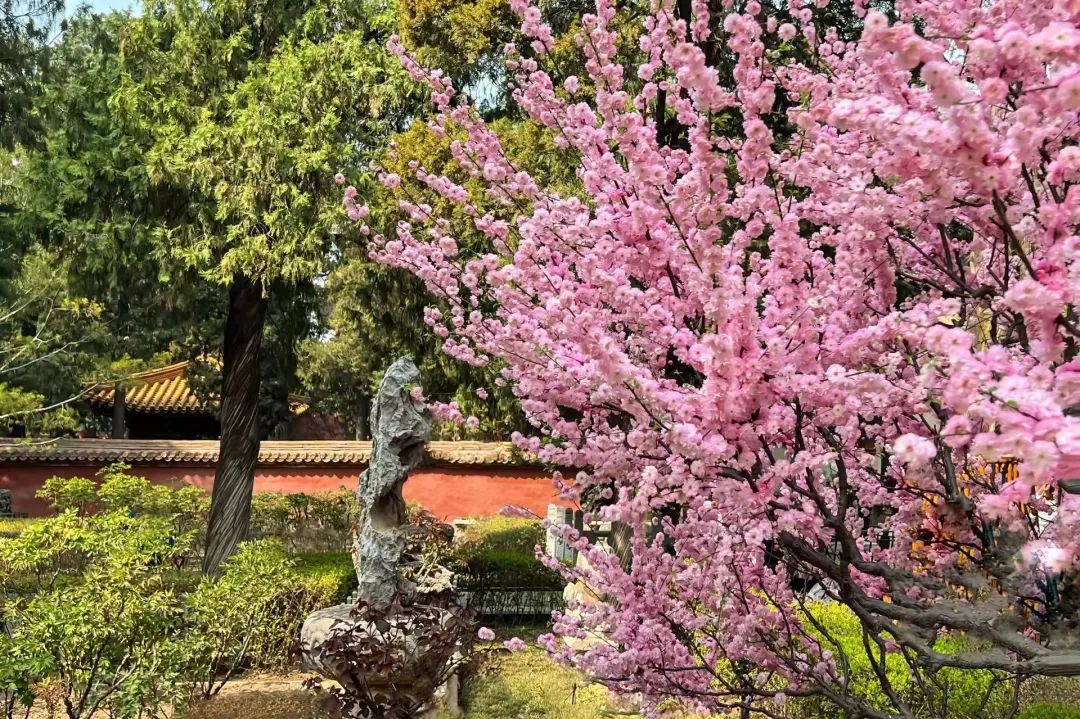 京城古迹丨紫禁城里的花园,你都了解吗? 京城古迹丨紫禁城里的花园,你都了解吗?