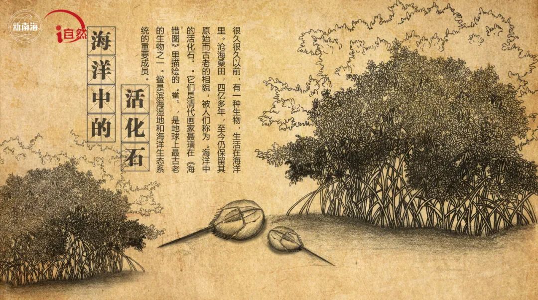 国际生物多样性日 | “鲎”会有期