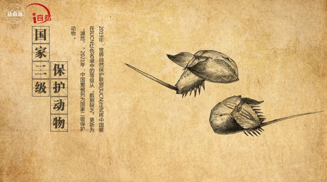 国际生物多样性日 | “鲎”会有期