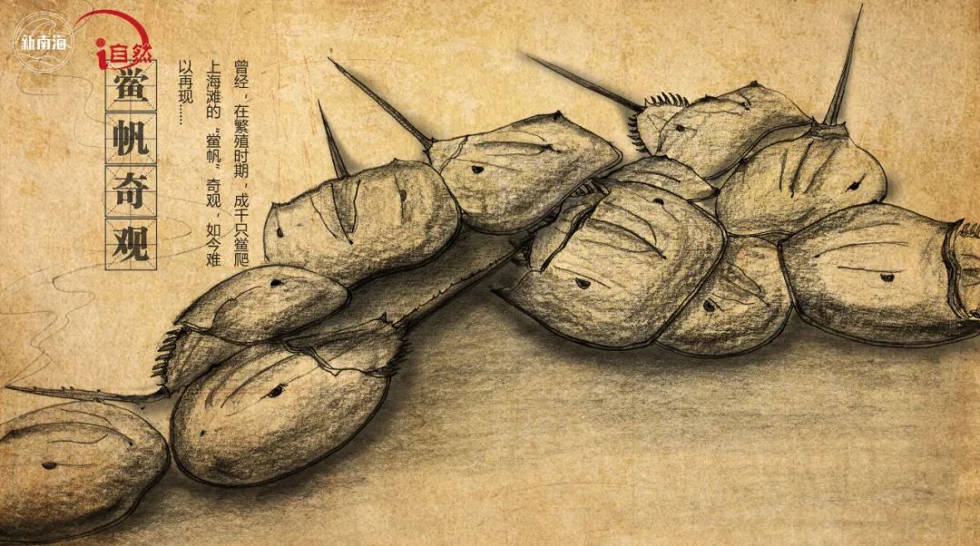 国际生物多样性日 | “鲎”会有期