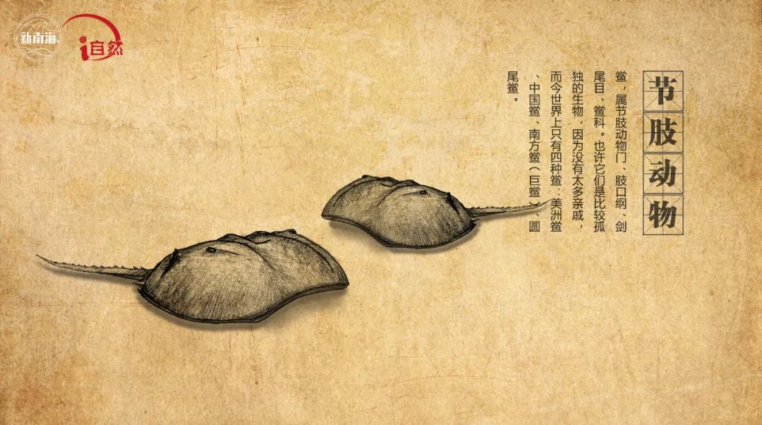 国际生物多样性日 | “鲎”会有期