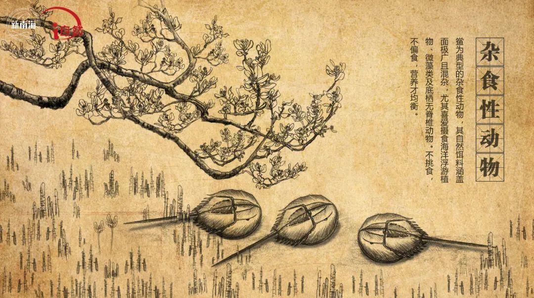 国际生物多样性日 | “鲎”会有期
