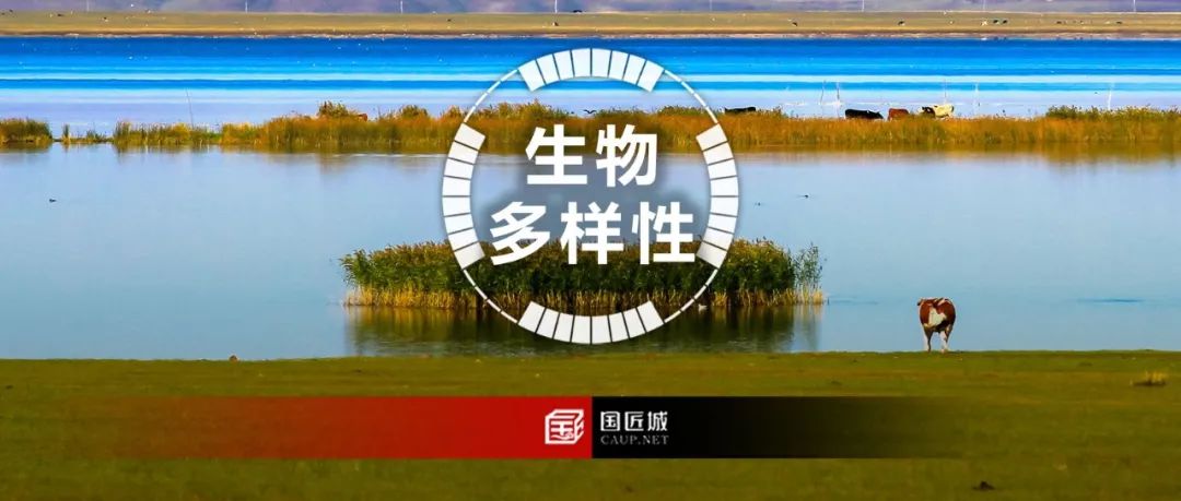 国家层面关于“生物多样性保护”的重大规划与中国生物多样性保护优先区域范围 国家层面关于“生物多样性保护”的重大规划与中国生物多样性保护优先区域范围