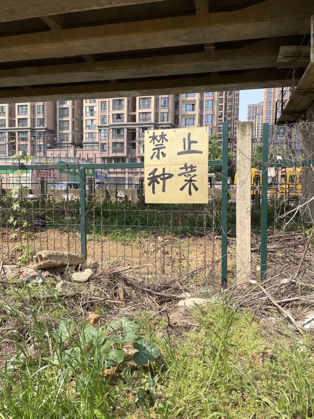 城市种菜,这,难道真的很“菜”? 城市种菜,这,难道真的很“菜”?