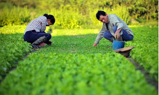 城市种菜,这,难道真的很“菜”? 城市种菜,这,难道真的很“菜”?