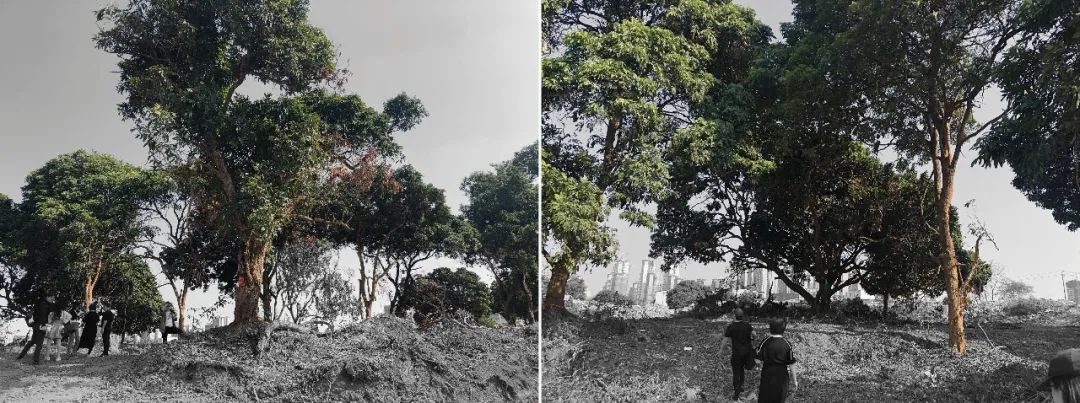 从多个景观设计案例看如何以场地原生大树创作场景 从多个景观设计案例看如何以场地原生大树创作场景
