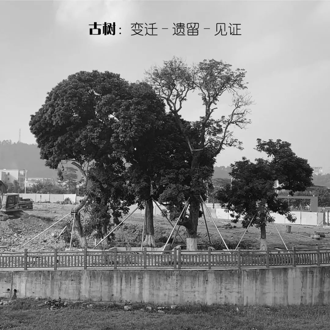 从多个景观设计案例看如何以场地原生大树创作场景