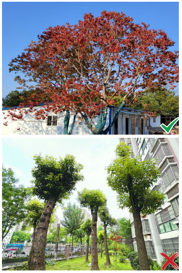 《湖北省县城园林绿化技术指引》出炉 《湖北省县城园林绿化技术指引》出炉
