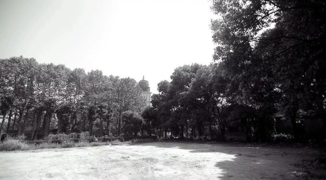 从多个景观设计案例看如何以场地原生大树创作场景