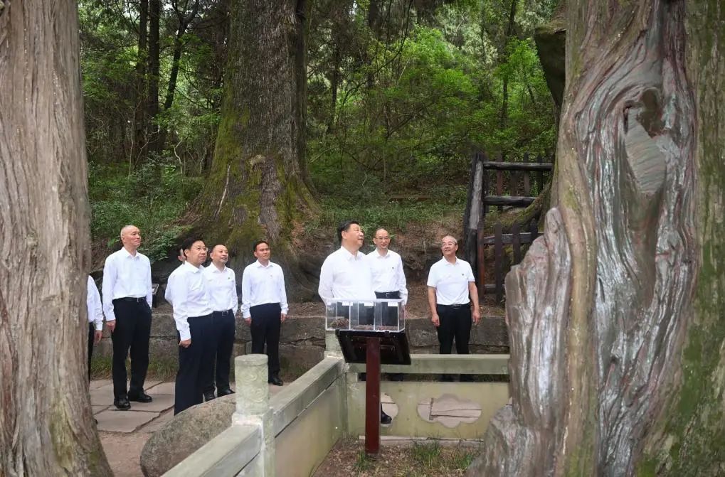 从多个景观设计案例看如何以场地原生大树创作场景