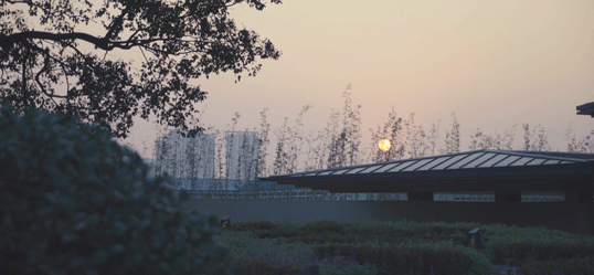 从多个景观设计案例看如何以场地原生大树创作场景