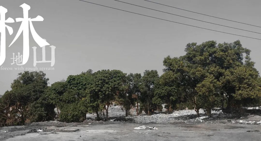 从多个景观设计案例看如何以场地原生大树创作场景 从多个景观设计案例看如何以场地原生大树创作场景