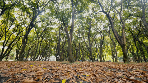 从多个景观设计案例看如何以场地原生大树创作场景 从多个景观设计案例看如何以场地原生大树创作场景