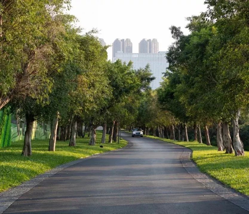 从多个景观设计案例看如何以场地原生大树创作场景