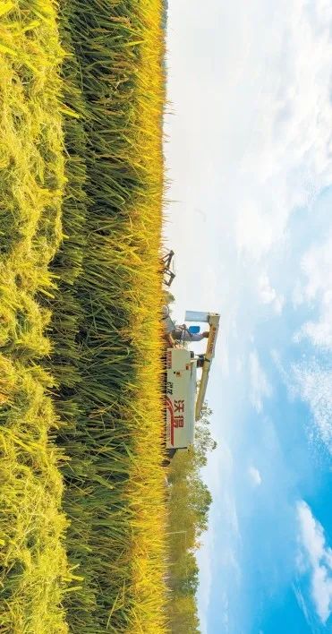 首批自然资源节约集约示范县（市）巡礼 | 安徽省肥东县：平畴沃野好“丰”景 地尽其用土生“金”