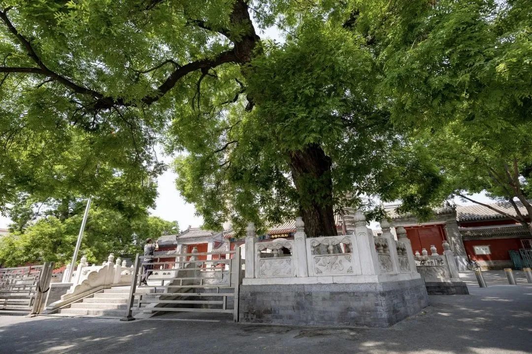 京城古迹丨古都塔语，历经岁月洗濯过的文化印记
