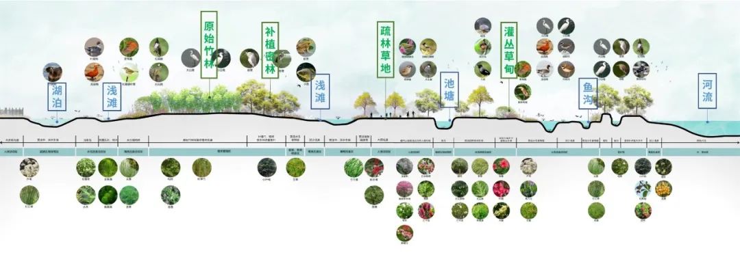 顺德云鹭:人与自然和谐共生的湾区典范 顺德云鹭:人与自然和谐共生的湾区典范