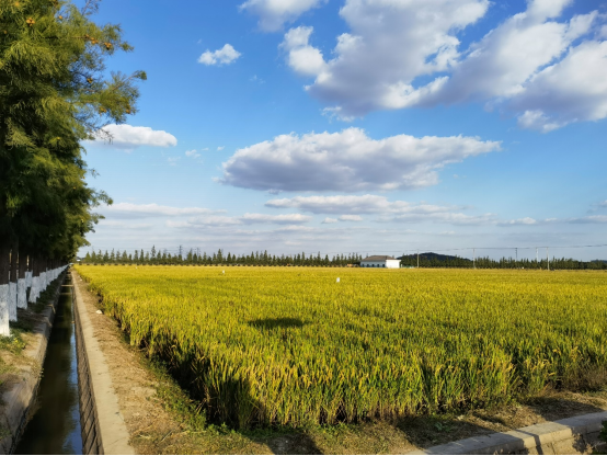 【城市空间艺术季】“花满地、草连天、水云间”·遇见云间2023空间艺术季松江新城五龙湖休闲公园展区即将开幕