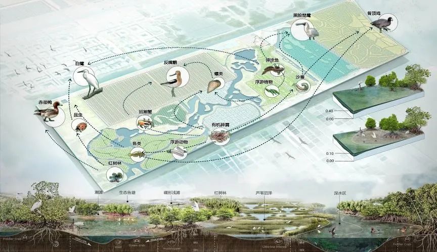 寻回梦中红树 共享湿地家园——广州市南沙区红树林修复与提升规划 寻回梦中红树 共享湿地家园——广州市南沙区红树林修复与提升规划