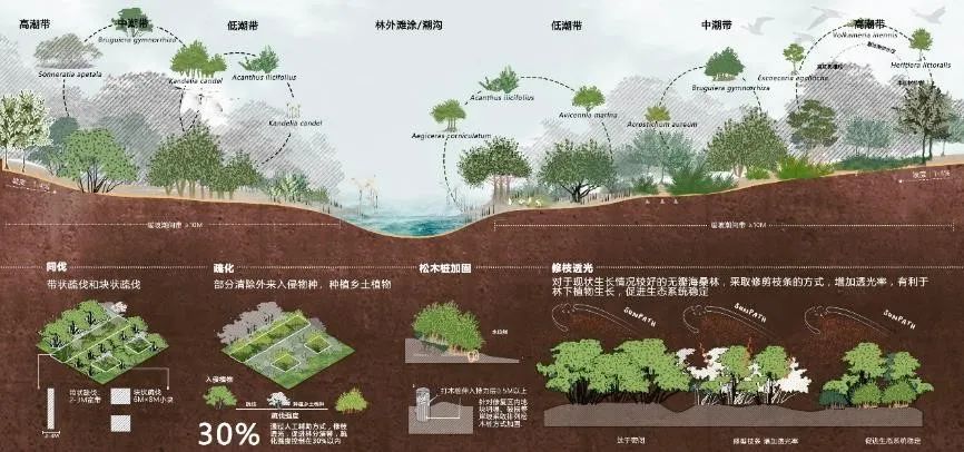 寻回梦中红树 共享湿地家园——广州市南沙区红树林修复与提升规划 寻回梦中红树 共享湿地家园——广州市南沙区红树林修复与提升规划
