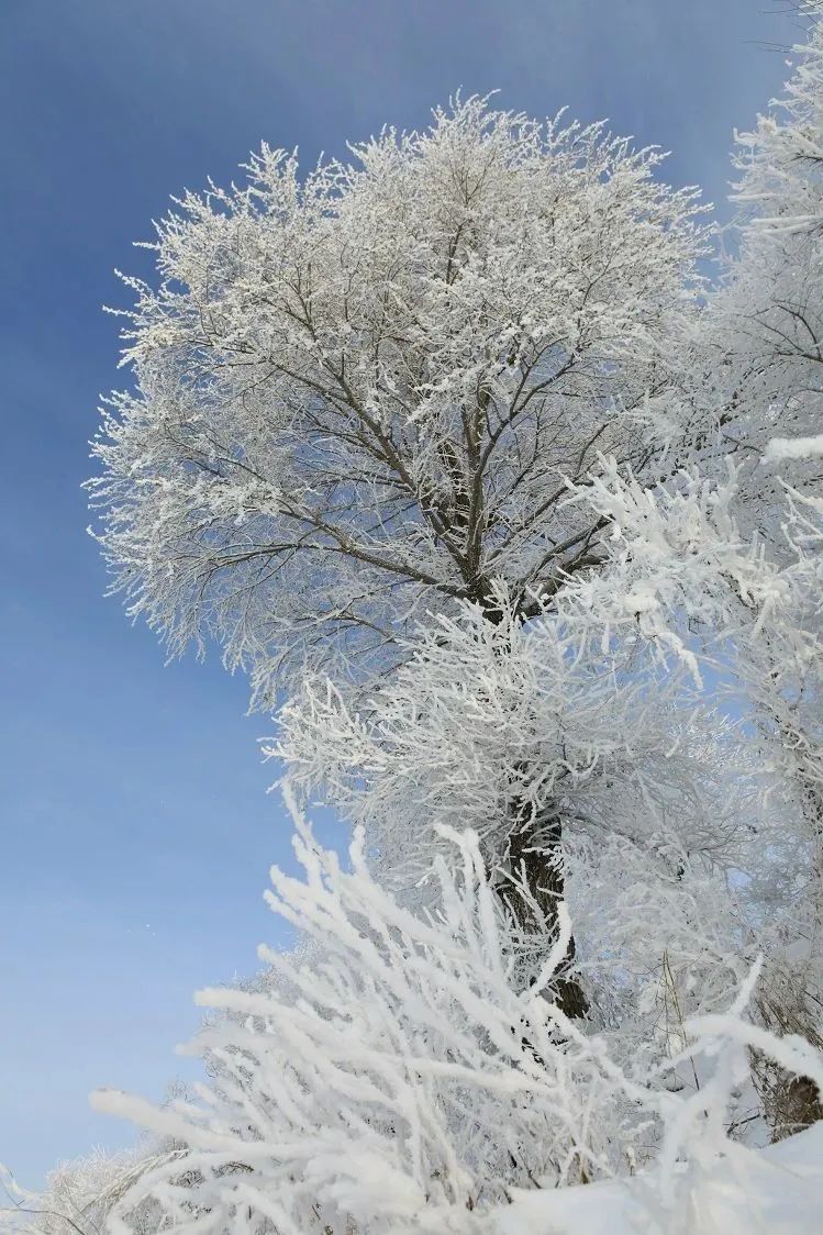 瑞雪瞰龙江
