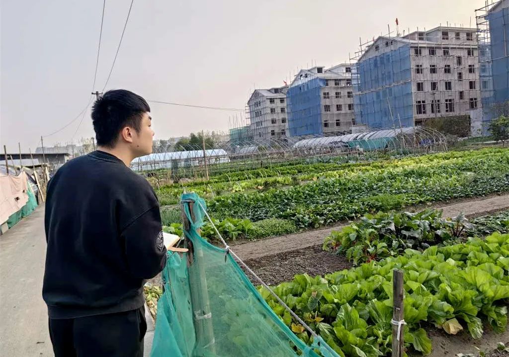 上城区多措并举构建耕地保护新格局