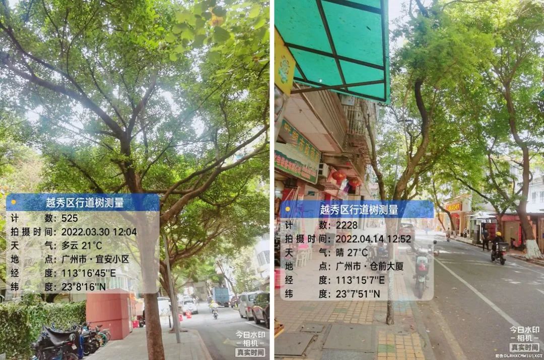 建设越秀树木资源档案,绘制绿美广州生态画卷 建设越秀树木资源档案,绘制绿美广州生态画卷