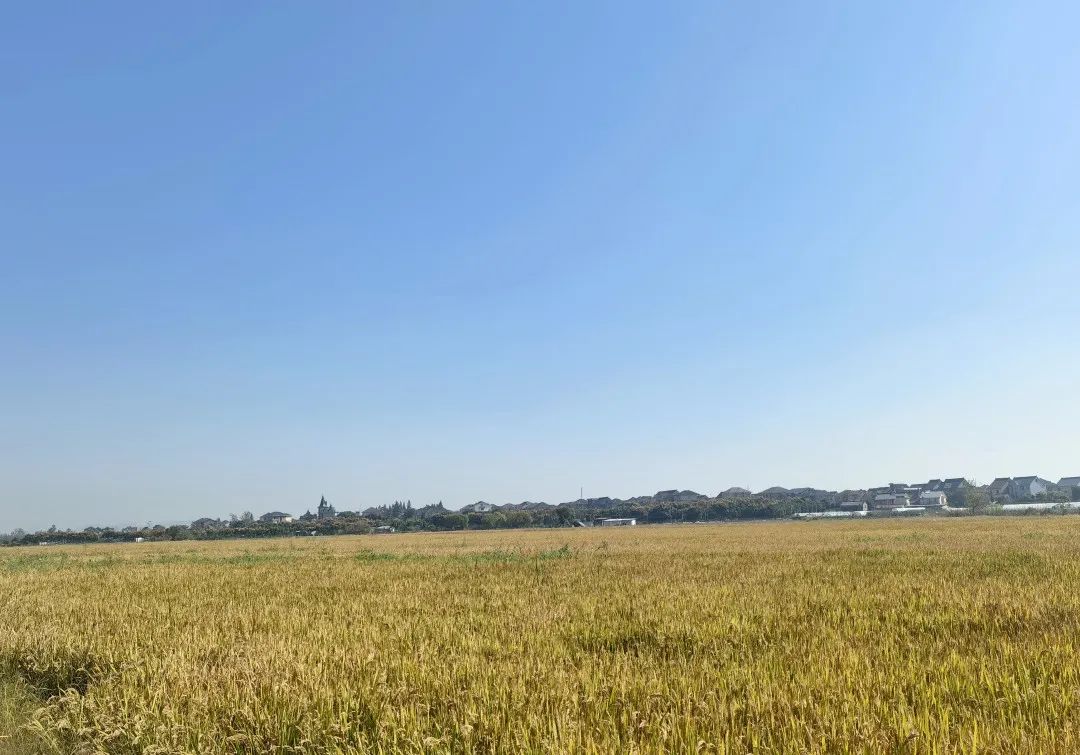 千亩良田促共富  西湖区大力推进“千亩方”永久基本农田集中连片整治
