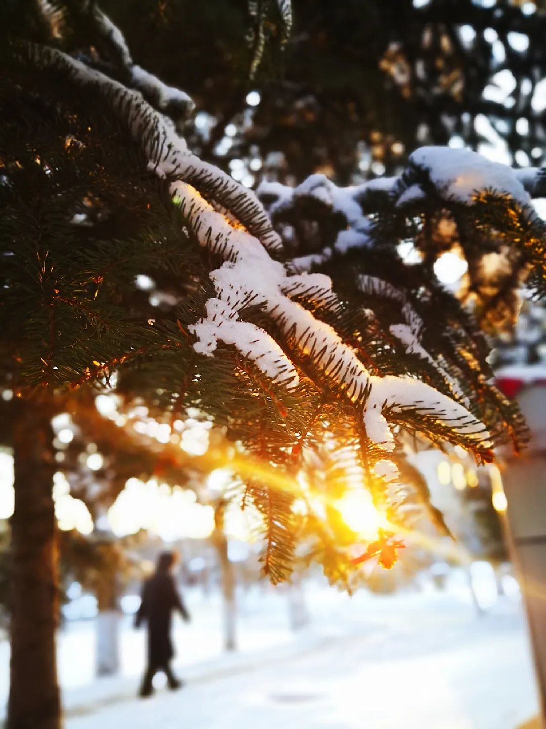 瑞雪瞰龙江