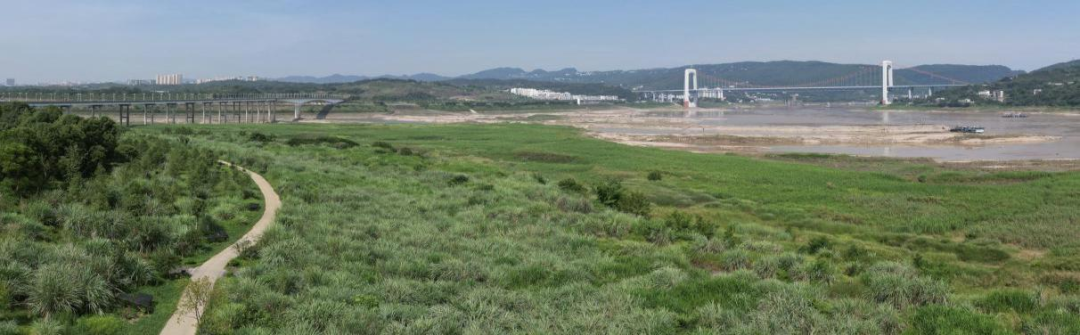 国土空间生态修复典型案例丨重庆广阳岛生态修复项目