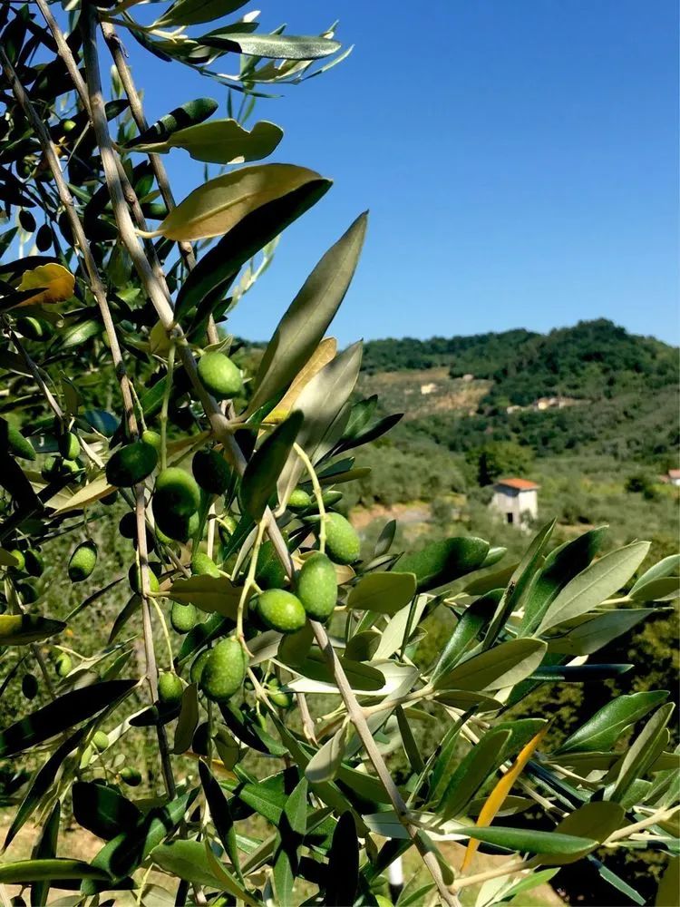 读城 | 何依:童话与歌剧的小城——卢卡(LUCCA) 读城 | 何依:童话与歌剧的小城——卢卡(LUCCA)