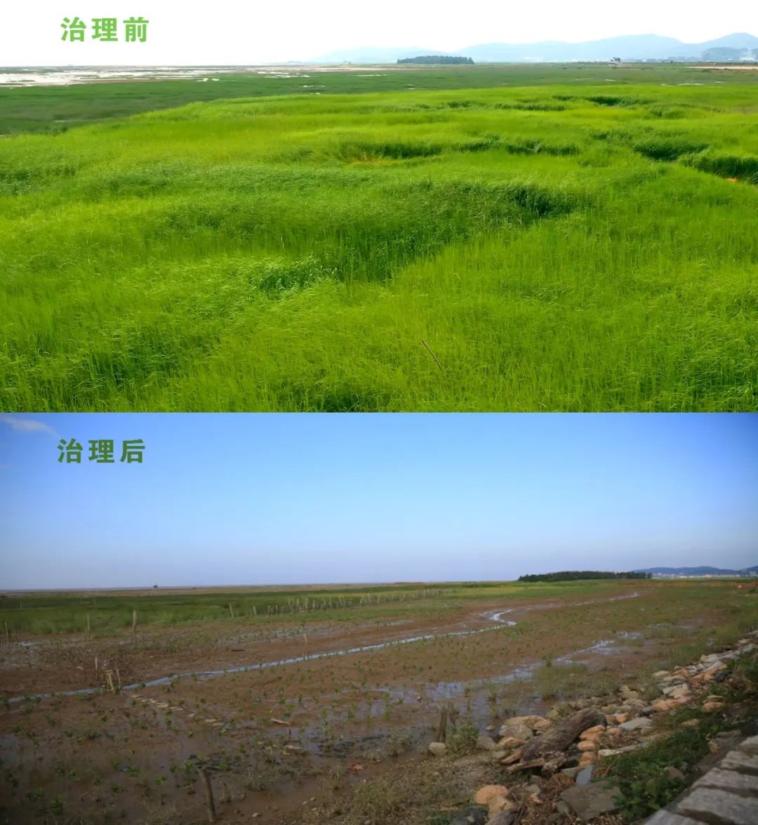 国土空间生态修复典型案例丨福建闽江流域山水林田湖草生态保护修复工程——福州市闽江河口湿地生态保护及入侵物种综合治理项目