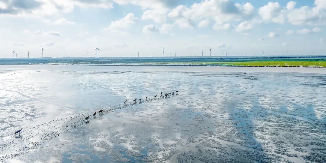 盐城杯“大美中国 最美湿地”摄影大赛获奖作品选登 盐城杯“大美中国 最美湿地”摄影大赛获奖作品选登