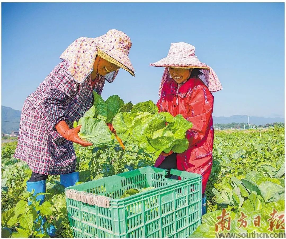 南方日报:梅州新铺镇国家试点,整治土地思路活 南方日报:梅州新铺镇国家试点,整治土地思路活