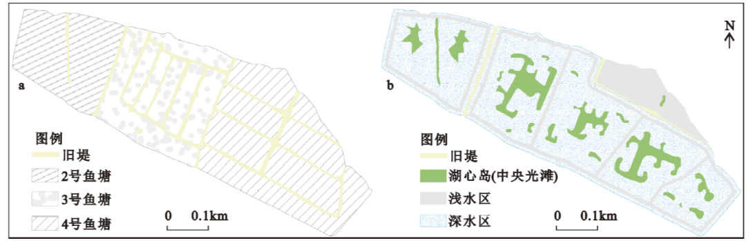 国土空间生态修复典型案例丨近自然修复实现城市湿地与越冬候鸟和谐共生——深圳湾红树林湿地修复项目