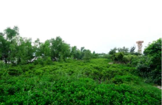 国土空间生态修复典型案例丨近自然修复实现城市湿地与越冬候鸟和谐共生——深圳湾红树林湿地修复项目