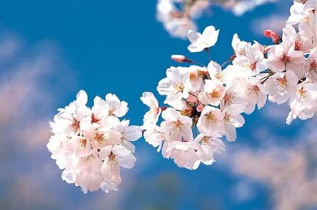 孙大勇:从滋贺到东京,我的设计为什么要去远方? 孙大勇:从滋贺到东京,我的设计为什么要去远方?