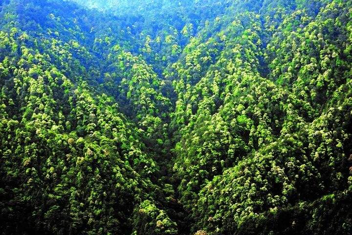 国土空间生态修复典型案例丨浙江钱塘江源头区域生态保护修复项目