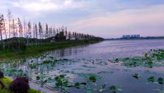 国土空间生态修复典型案例丨湖北省长江三峡地区山水林田湖草生态保护修复工程——枝江市金湖湿地生态修复项目
