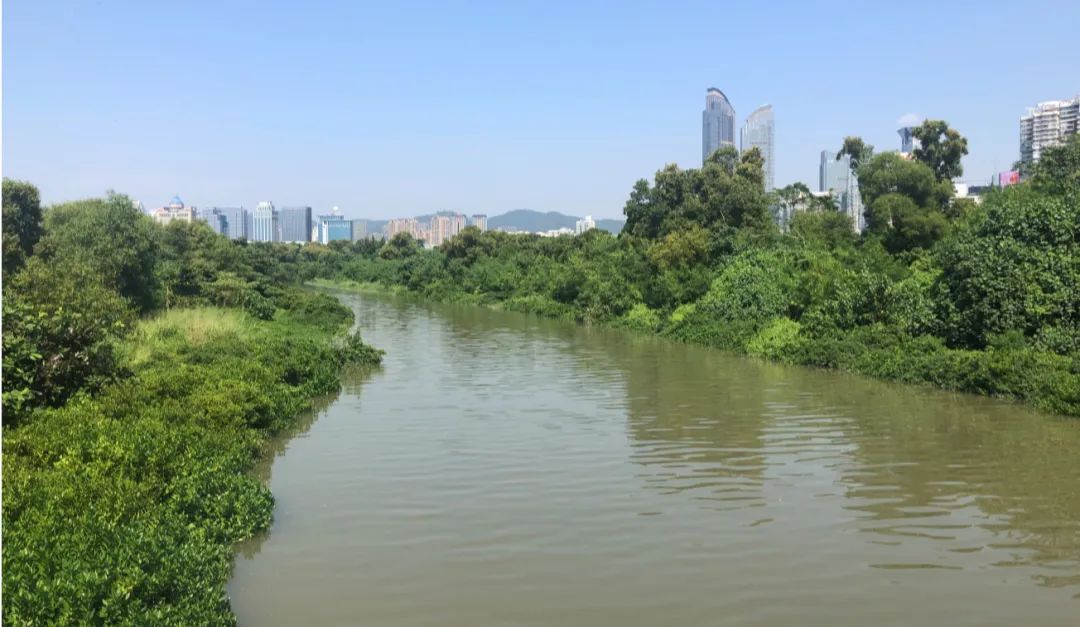 国土空间生态修复典型案例丨近自然修复实现城市湿地与越冬候鸟和谐共生——深圳湾红树林湿地修复项目
