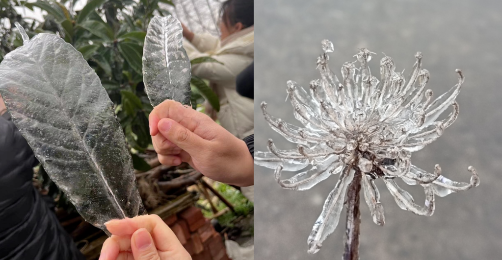 科普 | 冻雨是什么?遇到冻雨怎么办? 科普 | 冻雨是什么?遇到冻雨怎么办?